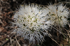 Haemanthus humilis hirsutus
