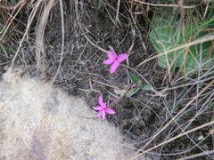 Rhodohypoxis