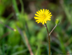 Crepis fraasii
