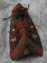 Parapamea buffaloensis