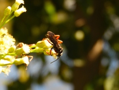 Episyron conterminus cressoni