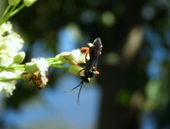 Episyron conterminus cressoni