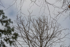 Magnolia acuminata