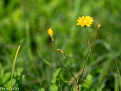 Crepis fraasii