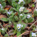 Myosotis pusilla - Photo (c) Quentin Scouflaire, some rights reserved (CC BY-NC), uploaded by Quentin Scouflaire