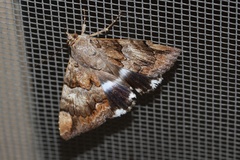 Achaea catella