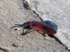 Coraliomela quadrimaculata