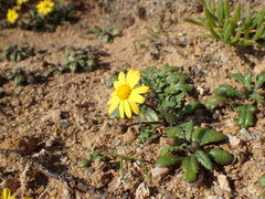 Senecio transiens
