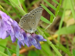 Glaucopsyche lygdamus image