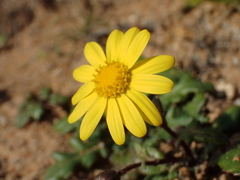 Senecio transiens