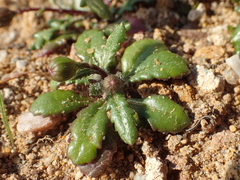 Senecio transiens