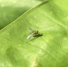 Chrysosoma globiferum