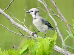 Cyanocitta cristata image