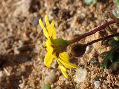 Senecio transiens