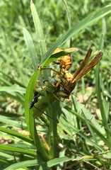 Phaneroptera nigroantennata