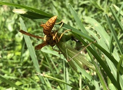 Phaneroptera nigroantennata