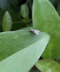 Pygophora immaculipennis