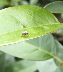 Pygophora immaculipennis