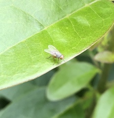 Pygophora immaculipennis