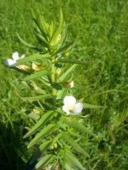 Gratiola officinalis