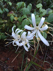 Spiranthera odoratissima