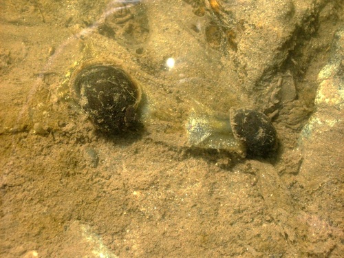 Ampullaceana dipkunensis