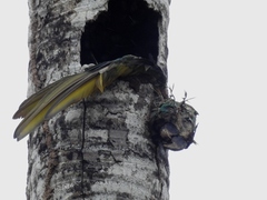 Orthopsittaca manilatus