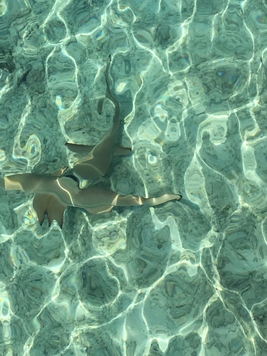 Carcharhinus melanopterus