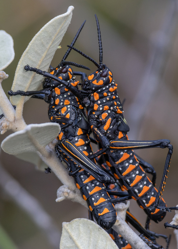 Rainbow Milkweed Locust