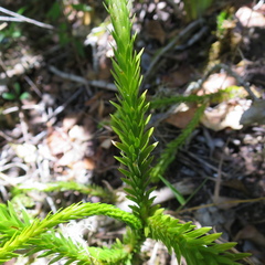 Phlegmariurus gnidioides