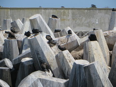 Phalacrocorax neglectus