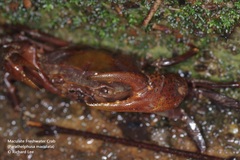 Parathelphusa maculata