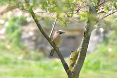 Garrulus glandarius iphigenia