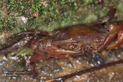 Parathelphusa maculata