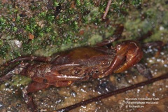 Parathelphusa maculata