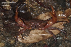 Parathelphusa maculata