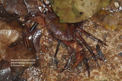 Parathelphusa maculata