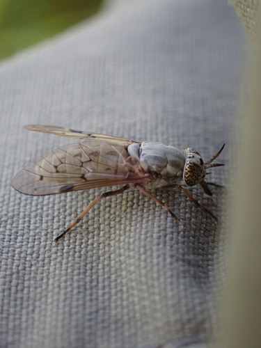 Silvius quadrivittatus
