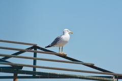 Larus michahellis