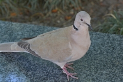 Streptopelia decaocto