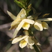 Eulophia ovalis bainesii - Photo (c) fayne, algunos derechos reservados (CC BY-NC), subido por fayne