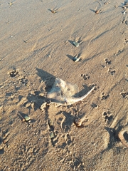 Leucoraja circularis