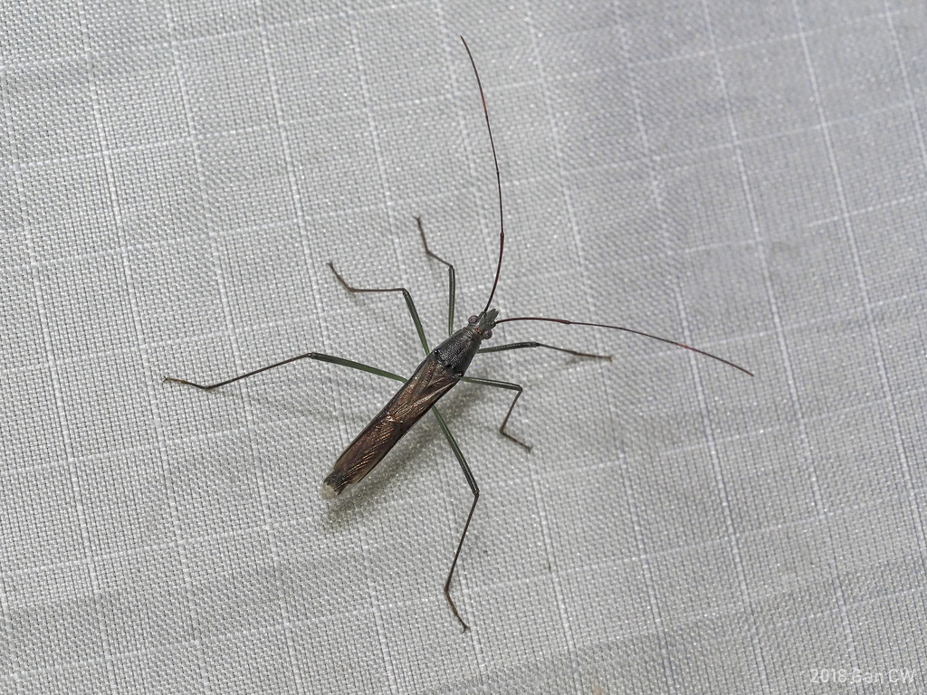 Grypocephalus