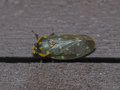 Phymatostetha stellata