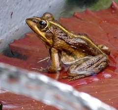 Amietia fuscigula