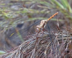 Orthetrum julia capicola
