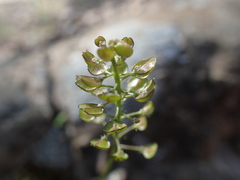 Teesdalia coronopifolia