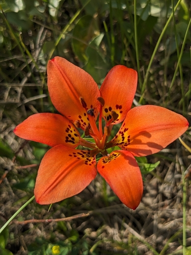 Wood Lily