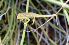 Bradypodion pumilum