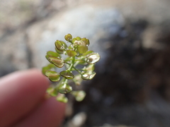 Teesdalia coronopifolia